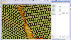 Work flow 2 : Image capture Work flow 2 : Measurements 