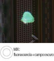 Residuo fotorresistente en una oblea semiconductora: MIX