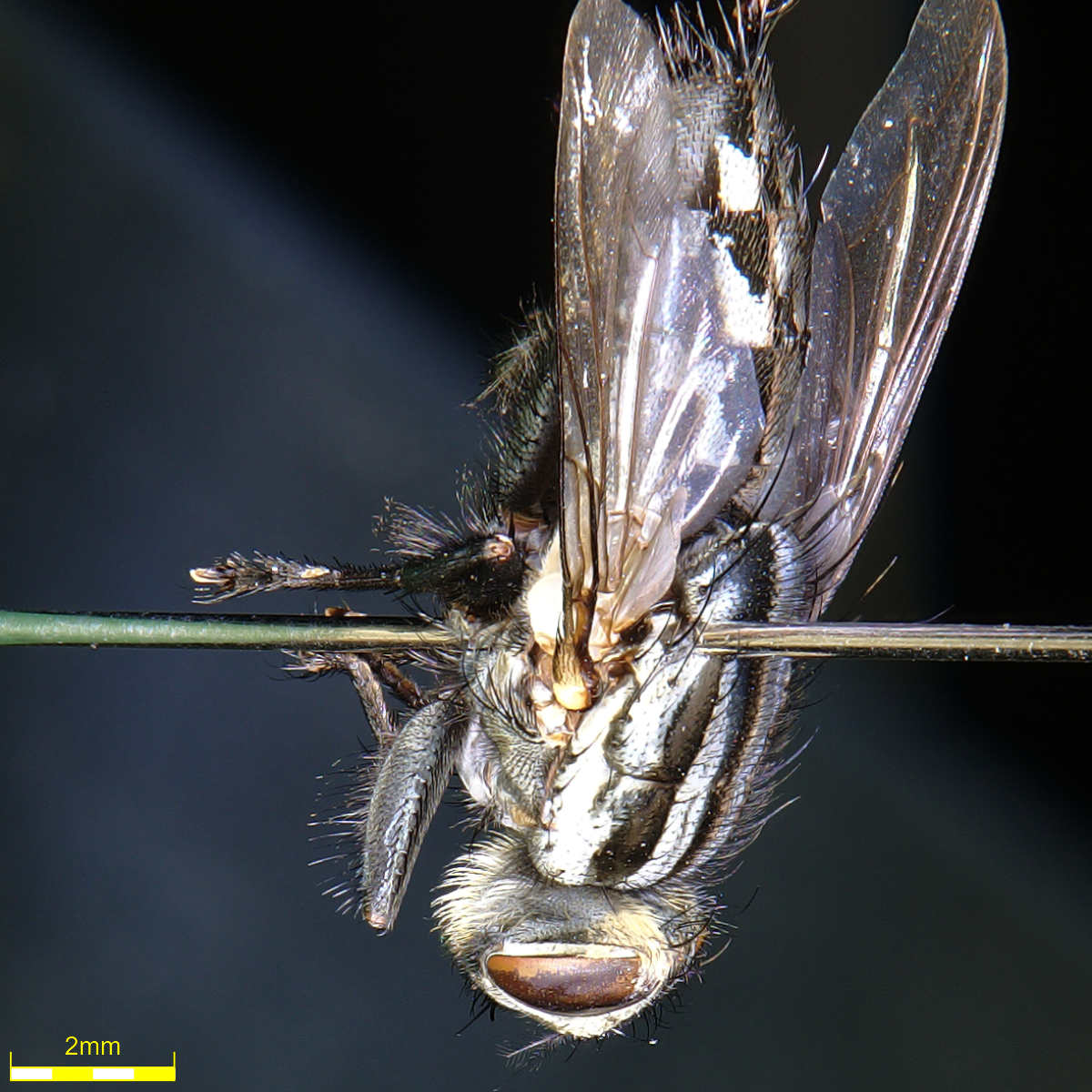 Analisi di mosche mediante un microscopio digitale