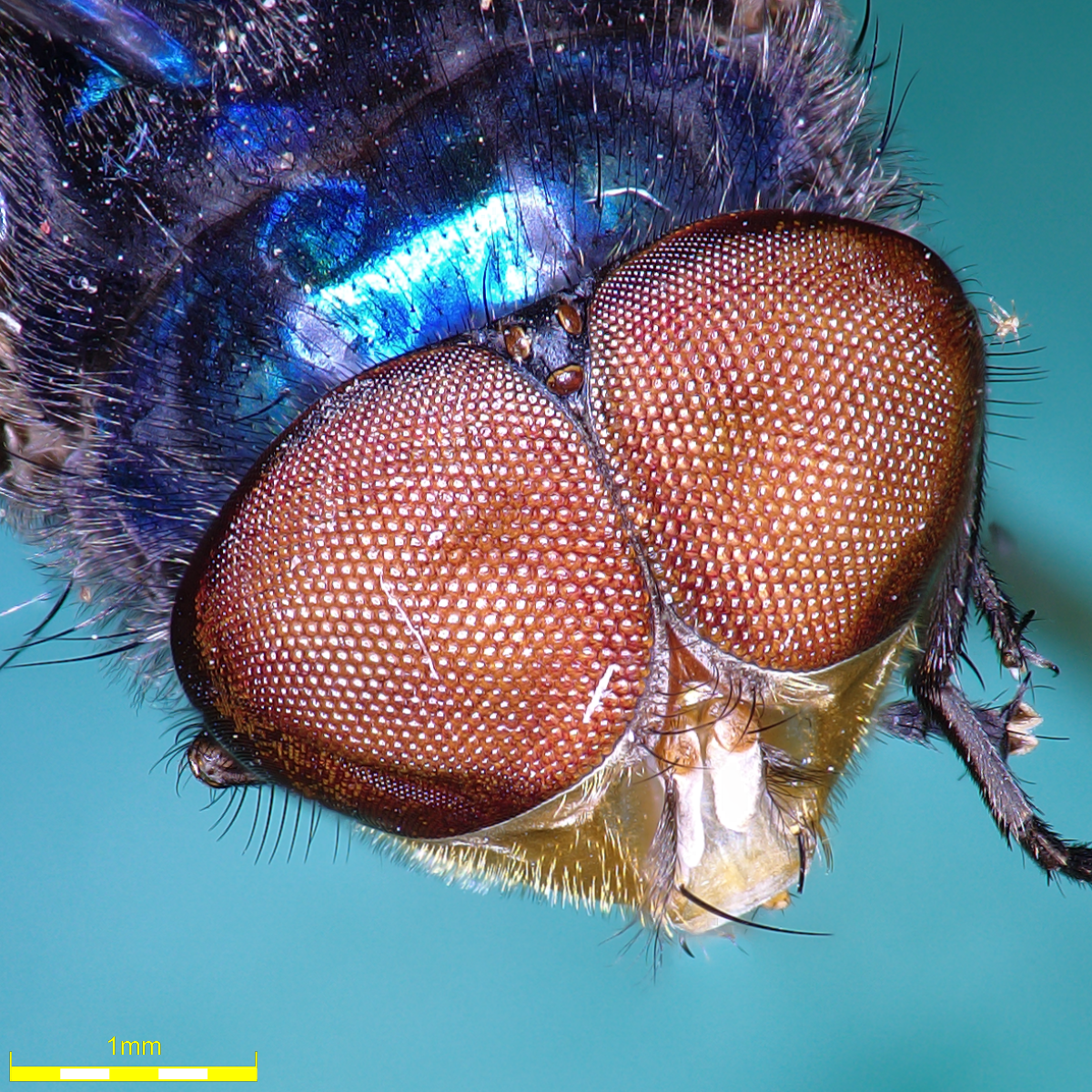 Measuring the characteristics of flies for medical entomology